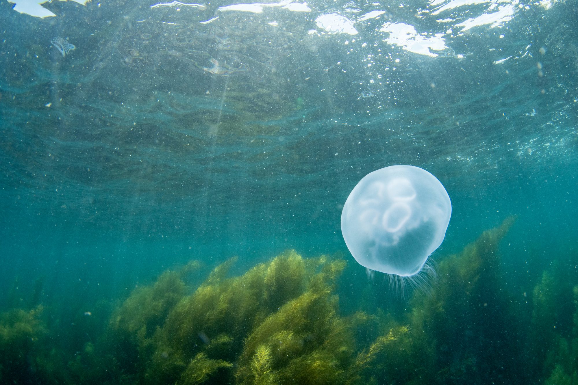 光合成する海藻の森